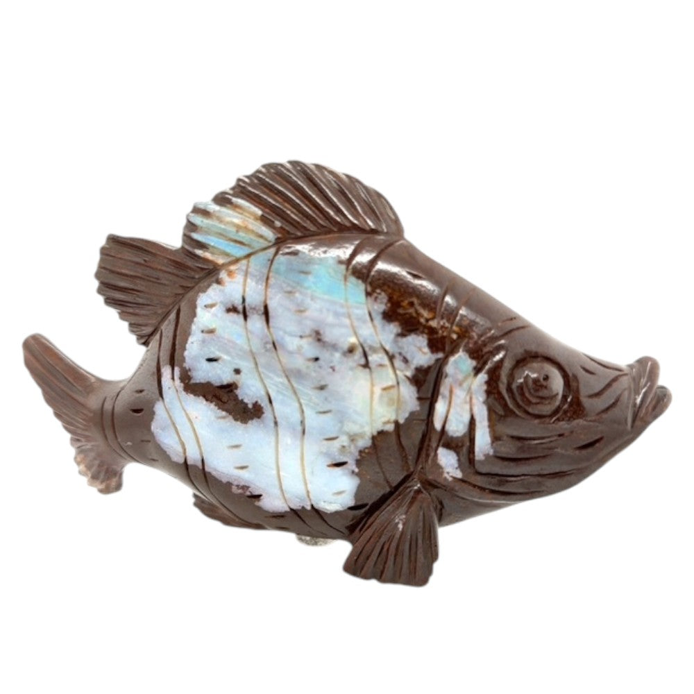 Boulder Opal Fish (fish)