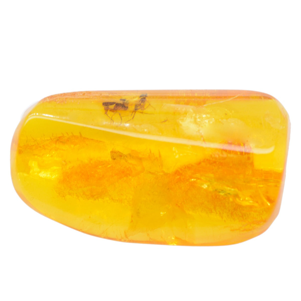 Baltic amber with rare insect inside